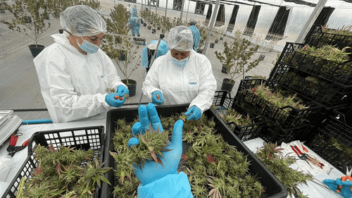 Anvisa autoriza primeira importação de cannabis in natura produzida no Uruguai