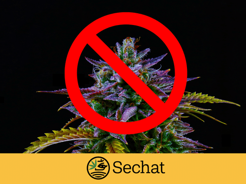 Anvisa define prazo de 60 dias para conclusão de importações de flores de cannabis