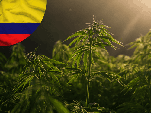 Anvisa visita cultivos de cannabis na Colômbia