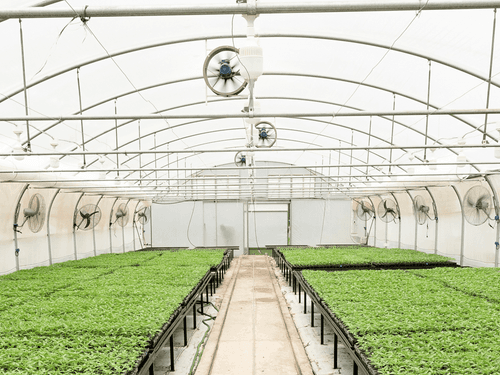 Argentina autoriza a comercialização do primeiro óleo de cannabis produzido pelo país