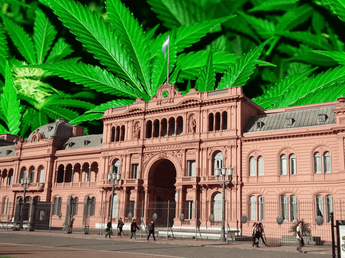 Argentina concede as primeiras licenças para cannabis medicinal