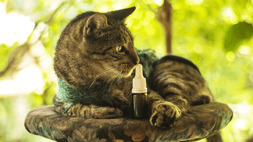 Associação Indica auxilia no tratamento com cannabis em animais