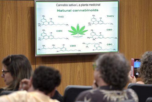 Minas Gerais discute regulamentação da cannabis medicinal em audiência pública nesta segunda