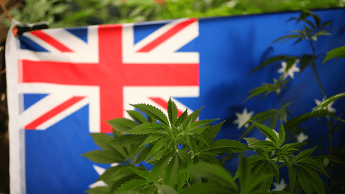 O mercado de cannabis medicinal da Austrália deve superar os maiores players da Europa