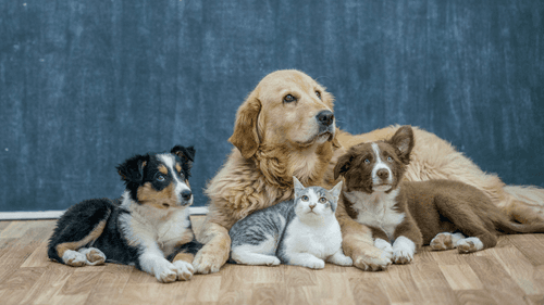 Imagem da noticia: Como evitar que cães e gatos mastiguem plantas de cannabis em casa