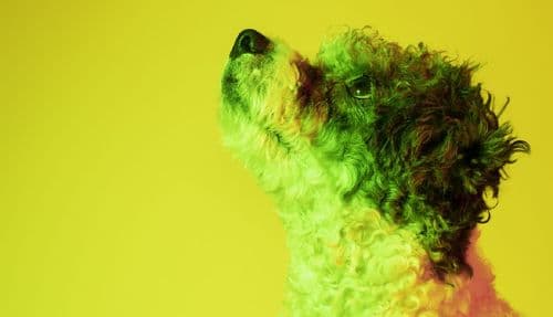 Canabidiol pode reduzir proliferação de tumores caninos