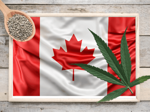 Canadá assume a dianteira como maior importador de sementes de cânhamo em 2023, revela relatório do USDA