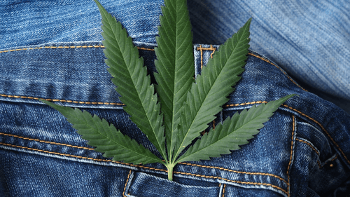 Imagem da noticia: Cannabis, cuidado integral e moda sustentável pautam episódio do Deusa Cast