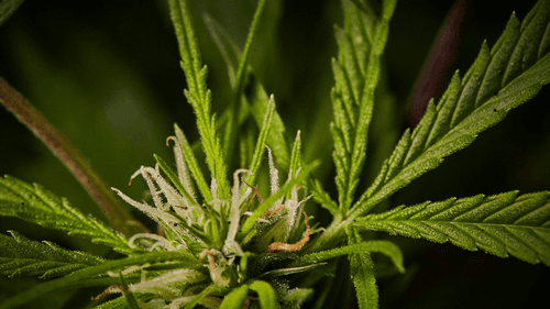 CBG and CBG-A: exploring the therapeutic potential of the cannabis 'mother cannabinoids'