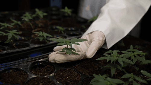 Canadenses veem na cannabis um pilar da economia moderna