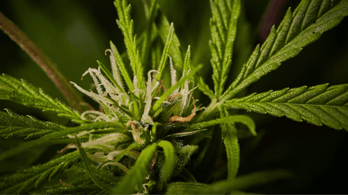 STJ highlights completion of most stages to regulate the cultivation of medicinal cannabis