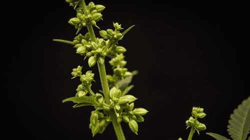 Cogollo Macho: o que fazer para proteger as plantas fêmeas dos machos?