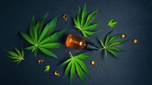 Tercer sector lidera número de propuestas enviadas en la convocatoria de la Frente Parlamentaria de Cannabis de la Alesp