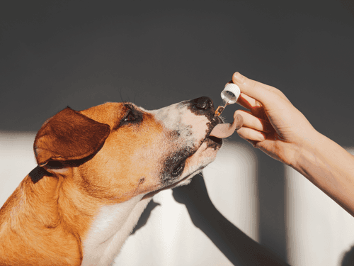 Cannabis Medicinal em animais de estimação: segurança e tratamento de Doenças