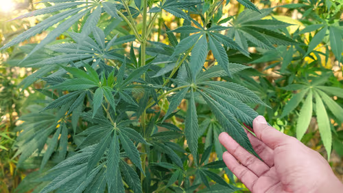 Associação de SC conquista habeas corpus coletivo e fortalece cannabis medicinal no Brasil