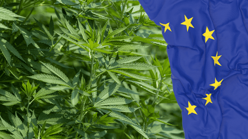 União Europeia esclarece que CBD derivado do cânhamo é permitido em cosméticos