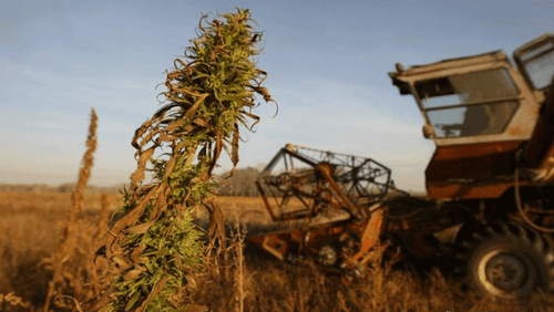 Cannabis como possibilidade de agricultura regenerativa
