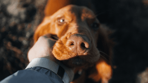 Imagem da noticia: Professor da Unesp em Botucatu lidera pesquisa sobre cannabis medicinal para animais