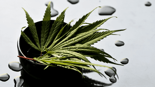 Imagem da noticia: Estudo aponta alívio sustentado da depressão resistente com cannabis medicinal