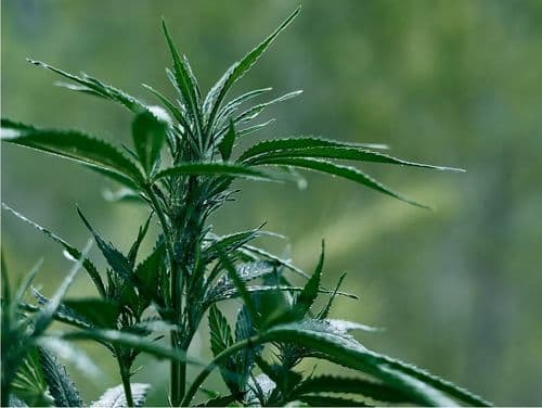 Cannabis medicinal: moradora de volta redonda com paralisia cerebral apresenta melhora após uso do medicamento