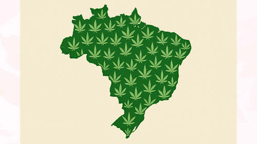 Cannabis Product Delivered for the First Time in the Municipality of Oiapoque, in the Far North of Brazil