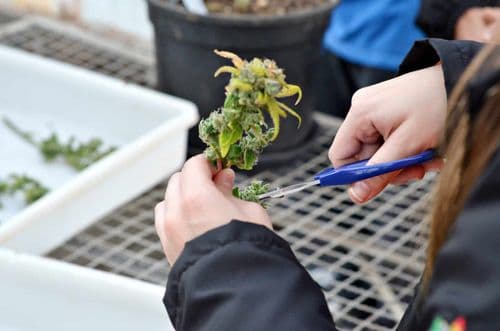 Cannabis para uso veterinário: cultivo impulsiona pesquisas e facilita desenvolvimento de cadeia produtiva da planta