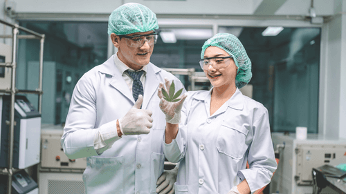 Mapeamento de evidências sobre cannabis medicinal: o que sabemos até agora?