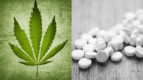 Imagem da noticia: Como o uso medicinal da cannabis pode ajudar a reduzir dependência de opioides?