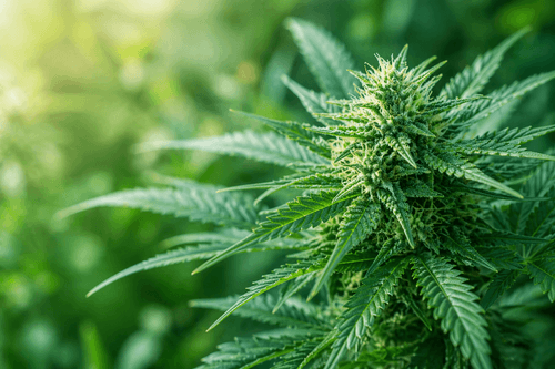 SEX - Masterclasses sobre cannabis começam segunda dia 27 de abril com foco no potencial medicinal e industrial