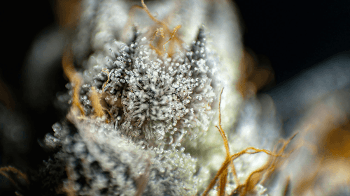 Imagem da noticia: O perfume da planta: cientistas decifram a voz olfativa da cannabis