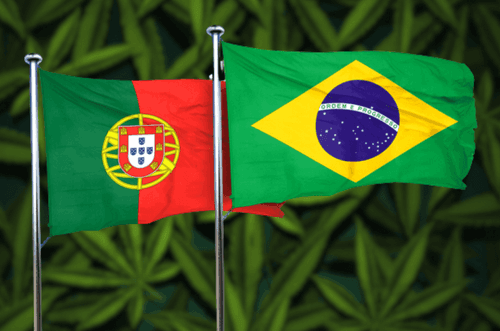 Colaboração entre Brasil e Portugal impulsiona pesquisas em cannabis