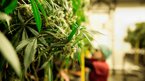 Imagem da noticia: November is a time for healing and harvesting