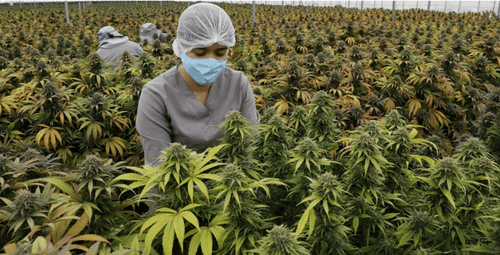 Colômbia inclui a cannabis medicinal entre os medicamentos financiados para 2023