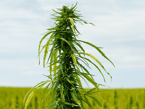 Como abrir uma associação de pacientes de cannabis no Brasil: desvendando os processos