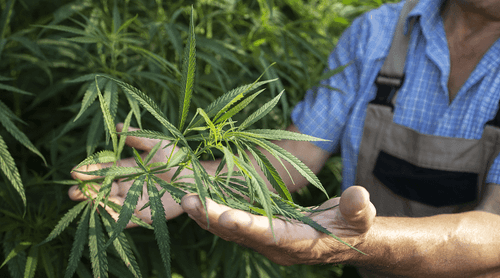 Conheça as regras do projeto para acesso gratuito aos remédios à base de cannabis em São Paulo