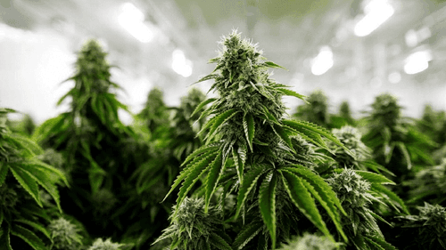 Connecticut (EUA) realiza primeiras vendas de cannabis no varejo