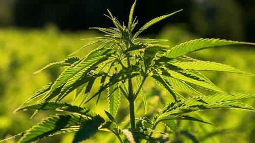Imagem da noticia: Nova pesquisa indica que 88% dos americanos defendem cannabis medicinal ou recreativa