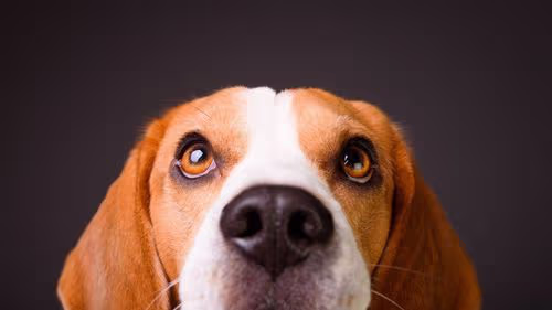 Cannabis em cães com câncer? Ciência aponta resultados promissores com CBD