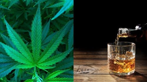 Imagem da noticia: Cânhamo vira campo de batalha nos EUA e une rivais da cannabis, álcool e proibicionismo