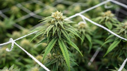 Imagem da noticia: EcoSolução aposta em plataforma integrada e mira transformação do cultivo de cannabis no Brasil