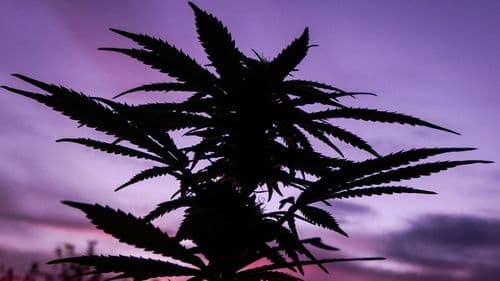 Cannabis ganha aprovação popular em Ohio enquanto estado lança campanha sobre riscos