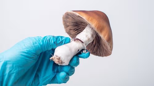 Psicodélicos, Cannabis e o Futuro da Medicina Integrativa