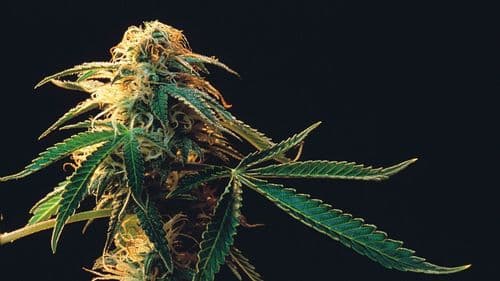 Da luz ao fitocomposto: cultivo indoor e modulação ambiental como alternativa inovadora na produção de cannabis medicinal