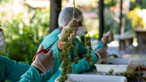ter - Seminário na UFRRJ discute futuro da cannabis medicinal e impactos da regulamentação no Brasil