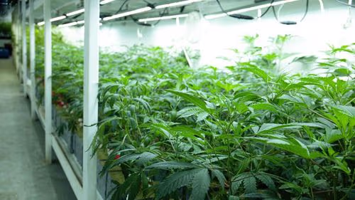 Alemanha se aproxima de 400 associações de cannabis e consolida modelo de cultivo coletivo