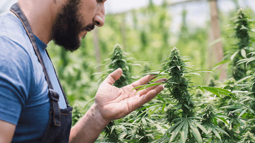 Nova Jersey amplia proteção trabalhista na indústria da cannabis