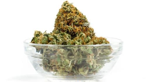 ter - Legalização da cannabis reduz o crime? Estudo analisa efeitos em todos os estados americanos