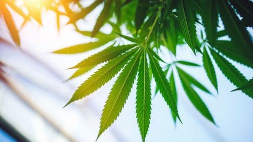 Imagem da noticia: Cânhamo e cannabis são a mesma coisa? Entenda as diferenças e usos