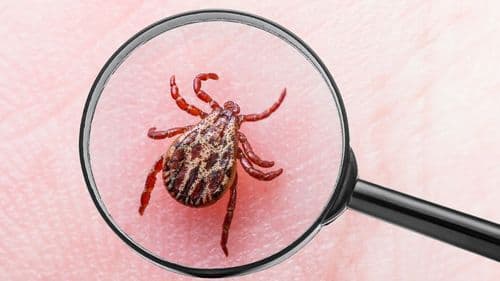 sab - Você sabia? Doença de Lyme causada por carrapato entra no radar da ciência com uso de psilocibina