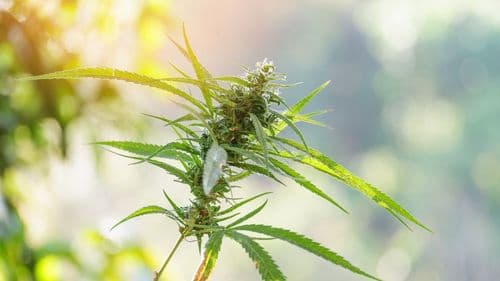 qua - Afinal, a cannabis é tão milagrosa assim? Entenda o que diz a ciência